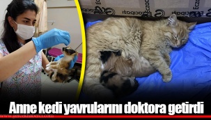 Anne kedi yavrularını doktora getirdi