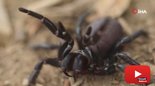 Avustralya'da ölümcül "örümcek istilası" paniği