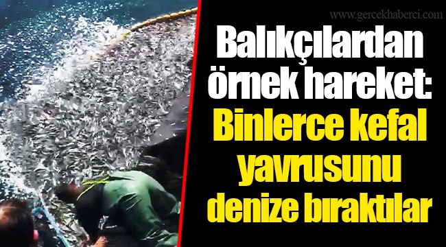 Balıkçılardan örnek hareket: Binlerce kefal yavrusunu denize bıraktılar