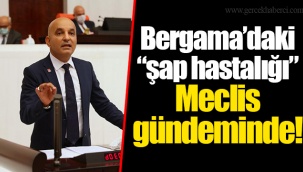 Bergama’daki “şap hastalığı” Meclis gündeminde!