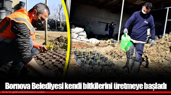 Bornova Belediyesi kendi bitkilerini üretmeye başladı