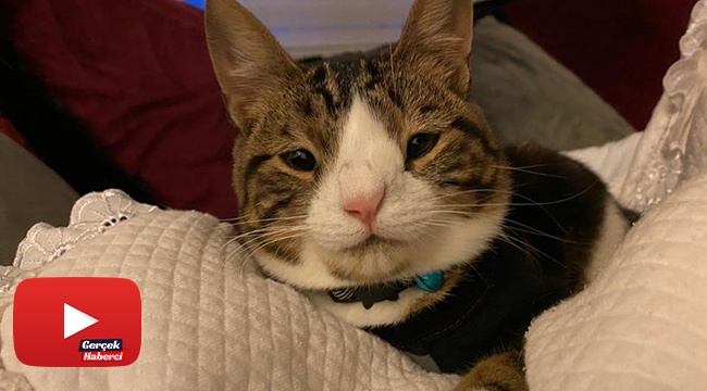Bu da down sendromlu sevimli kedi