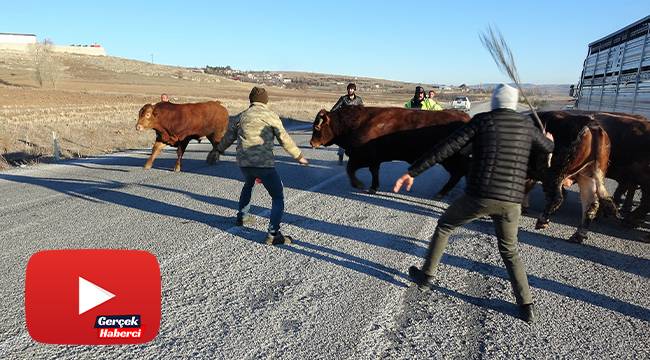 Devrilen tırdan boğalar yola kaçtı, yakalamak kolay olmadı
