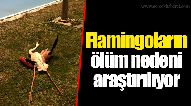 Flamingoların ölüm nedeni araştırılıyor