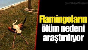 Flamingoların ölüm nedeni araştırılıyor