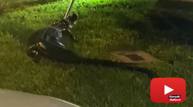 Florida'da evin garajında timsah bulundu