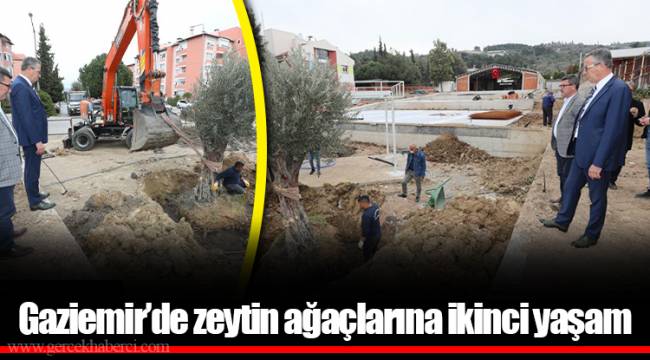 Gaziemir’de zeytin ağaçlarına ikinci yaşam