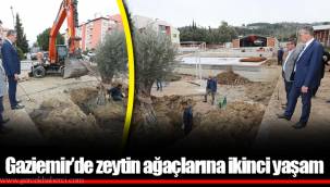 Gaziemir’de zeytin ağaçlarına ikinci yaşam