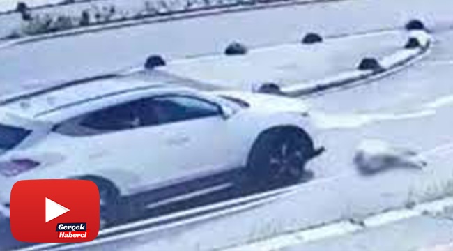 Hastane bahçesinde köpeği ezen doktor: “İnsanlığıma laf söyletmem, kasten zarar vermedim”