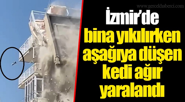 İzmir’de bina yıkılırken aşağıya düşen kedi ağır yaralandı