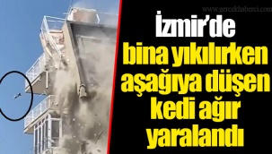 İzmir’de bina yıkılırken aşağıya düşen kedi ağır yaralandı