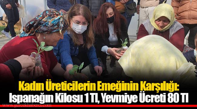 Kadın Üreticilerin Emeğinin Karşılığı: Ispanağın Kilosu 1 Tl, Yevmiye Ücreti 80 Tl