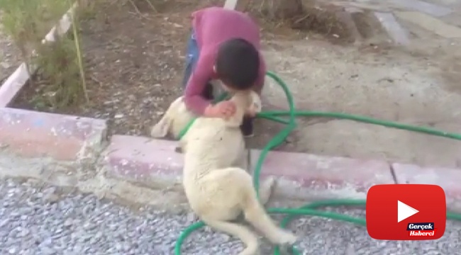 Köpeği ısıran çocuk görenleri gülme krizine soktu