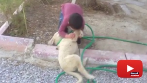 Köpeği ısıran çocuk görenleri gülme krizine soktu