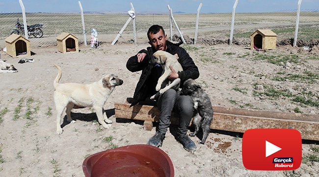 Köpekleriyle köyünden kovulan engelli genç, kendini “Canlar”ına adadı