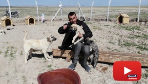 Köpekleriyle köyünden kovulan engelli genç, kendini “Canlar”ına adadı