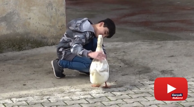 Küçük Yusuf’la ördeğin dostluğu