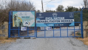 KUŞADASI’NIN SOKAK HAYVANLARI EMİN ELLERDE