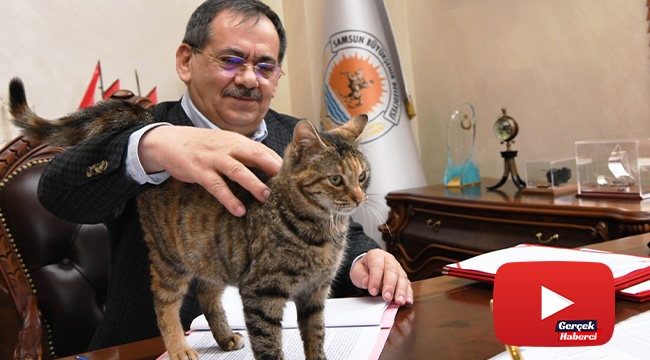 Makamda bir kedi: 'Mayıs'
