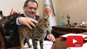 Makamda bir kedi: 'Mayıs'