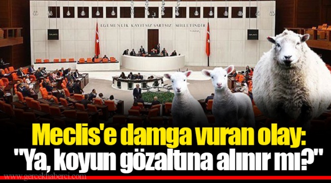 Meclis&#039;e damga vuran olay: &quot;Ya, koyun gözaltına alınır mı?&quot;