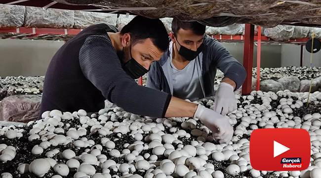 Üniversiteyi bitirip köyüne döndü: Ürettiği mantarlar kapış kapış satılıyor