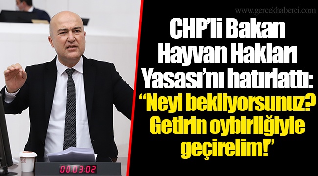 CHP’li Bakan Hayvan Hakları Yasası’nı hatırlattı: “Neyi bekliyorsunuz? Getirin oybirliğiyle geçirelim!”