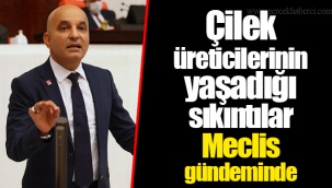 Çilek üreticilerinin yaşadığı sıkıntılar Meclis gündeminde