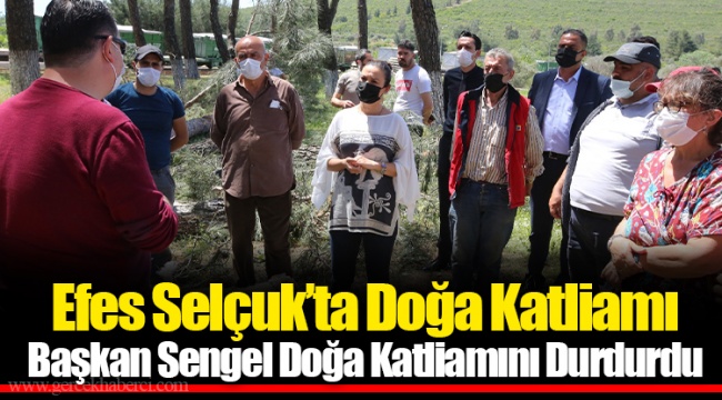 Efes Selçuk’ta Doğa Katliamı
