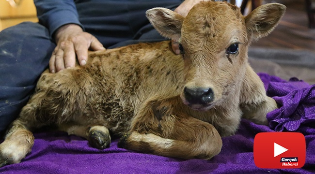 Erken doğan buzağıyı evlerinde besliyorlar
