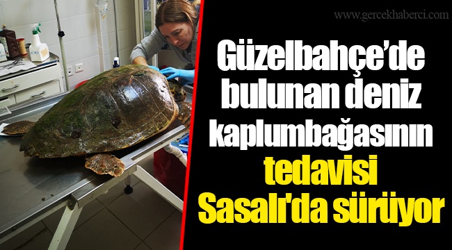 Güzelbahçe’de bulunan deniz kaplumbağasının tedavisi Sasalı'da sürüyor