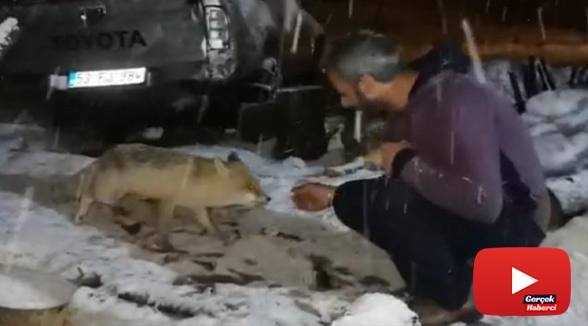 Her gece evine gelen tilkiyi peynirle besliyor