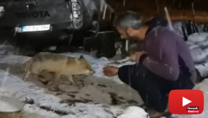 Her gece evine gelen tilkiyi peynirle besliyor