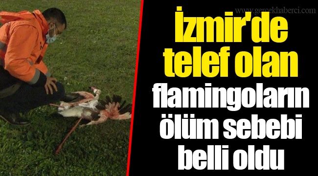 İzmir'de telef olan flamingoların ölüm sebebi belli oldu