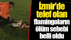 İzmir'de telef olan flamingoların ölüm sebebi belli oldu