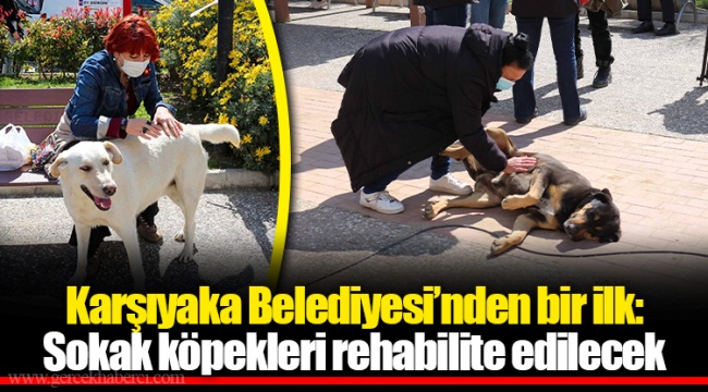 Karşıyaka Belediyesi’nden bir ilk:  Sokak köpekleri rehabilite edilecek