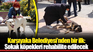 Karşıyaka Belediyesi’nden bir ilk: Sokak köpekleri rehabilite edilecek
