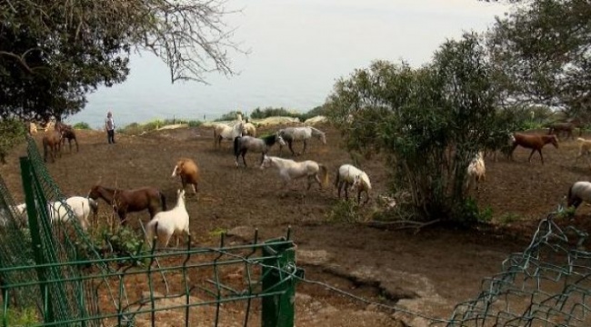 Kayıp at skandalının ardından istifa eden MHP’li Keskin sessizliğini bozdu