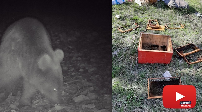 Kış uykusundan uyanan ayılar arı kovanlarını parçaladı