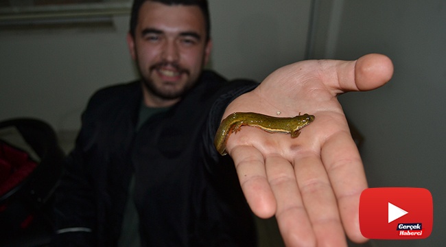 Köylünün ilk önce balık sandığı canlı bakın ne çıktı