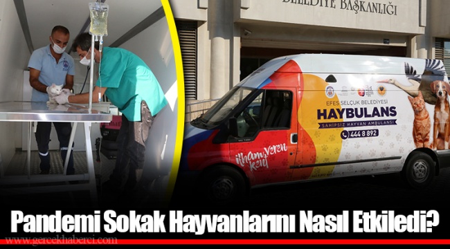 Pandemi Sokak Hayvanlarını Nasıl Etkiledi?