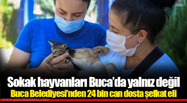 Sokak hayvanları Buca’da yalnız değil