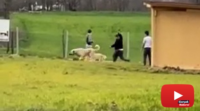 Sokak köpeklerini önce dövüştürdüler, sonra sopayla dövdüler
