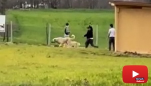 Sokak köpeklerini önce dövüştürdüler, sonra sopayla dövdüler