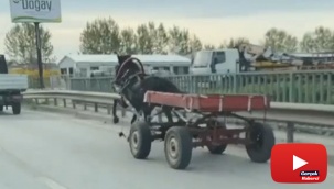 Sürücüsüz at arabası trafiği bir birine kattı