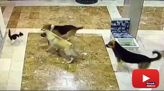 Yavrusuna saldıran 3 köpeği böyle kovaladı