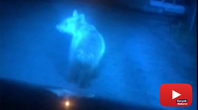 Aç kalan yavru ayı köye indi