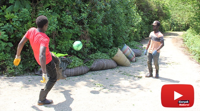 Afrikalı çay işçileri molalarını futbol oynayarak değerlendiriyor