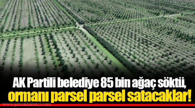 AK Partili belediye 85 bin ağaç söktü,  ormanı parsel parsel satacaklar!