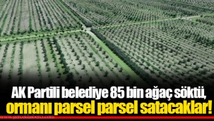AK Partili belediye 85 bin ağaç söktü, ormanı parsel parsel satacaklar!